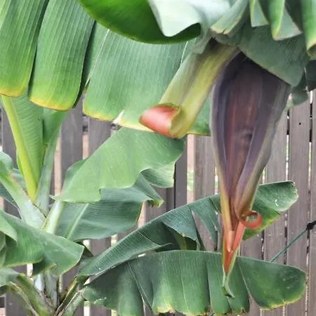 Chimeneas Apartment *